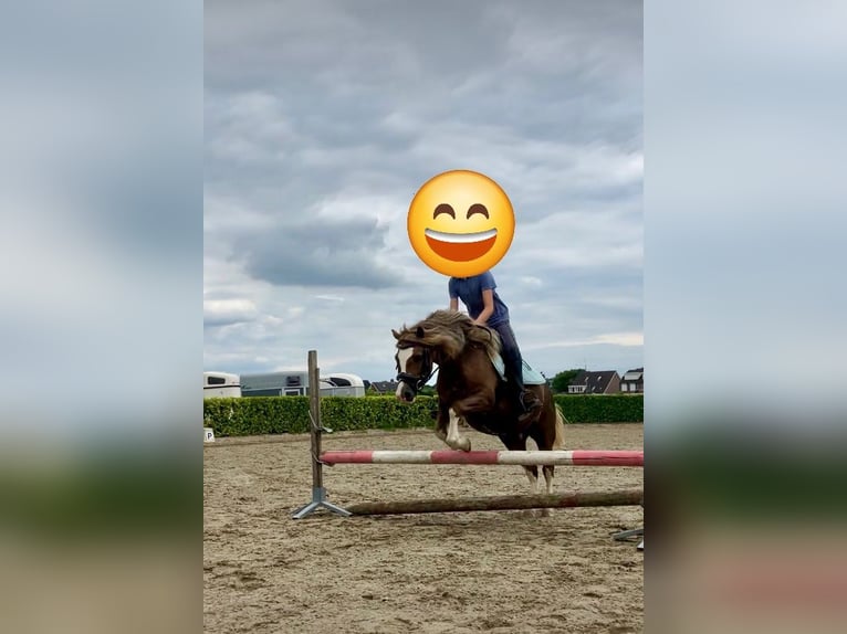 Welsh A (Mountain Pony) Gelding 5 years 12 hh Chestnut-Red in Huissen