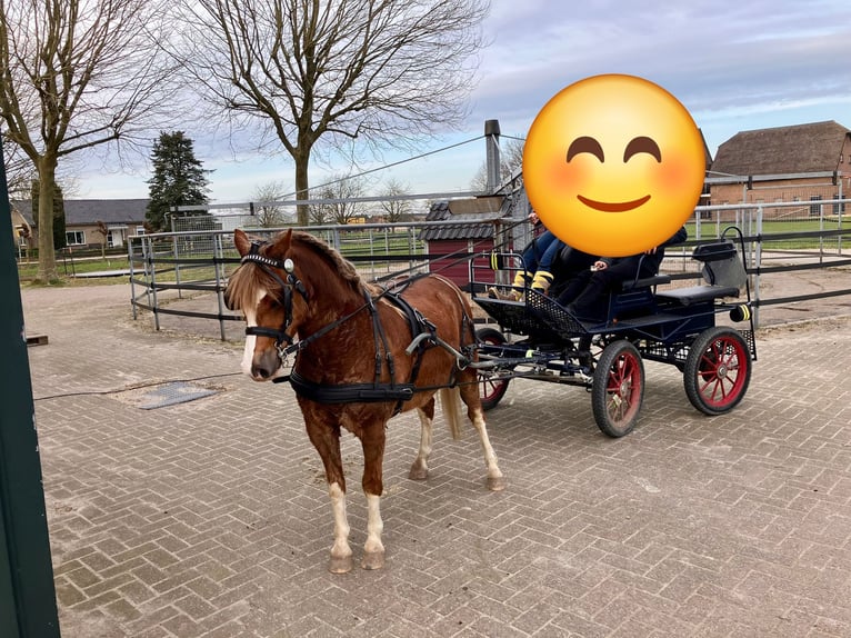 Welsh A (Mountain Pony) Gelding 5 years 12 hh Chestnut-Red in Huissen