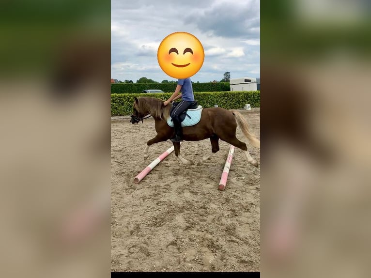 Welsh A (Mountain Pony) Gelding 5 years 12 hh Chestnut-Red in Huissen