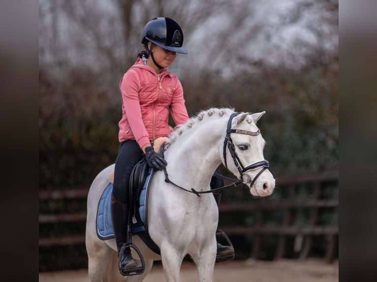 Welsh A (Mountain Pony) Gelding 5 years 12 hh in groningen