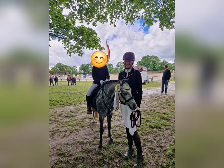 Welsh A (Mountain Pony) Gelding 5 years 12 hh in Frankenthal (Pfalz)