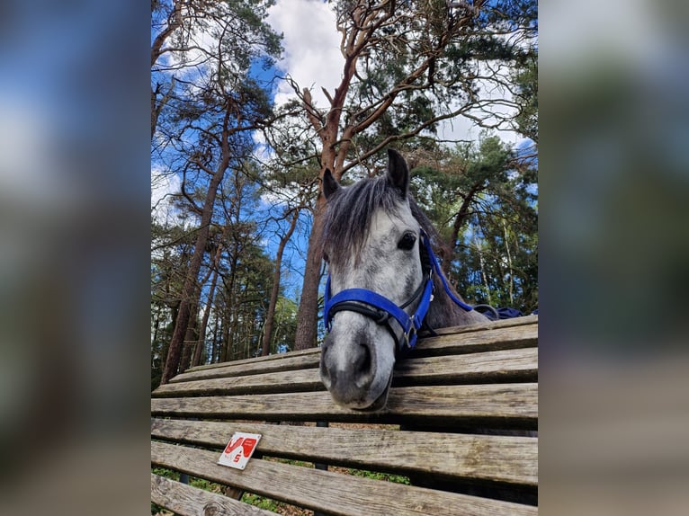 Welsh A (Mountain Pony) Gelding 5 years 12 hh in Frankenthal (Pfalz)