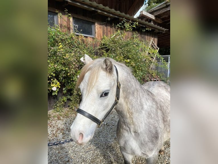 Welsh A (Mountain Pony) Gelding 5 years 12 hh Gray in Loiching