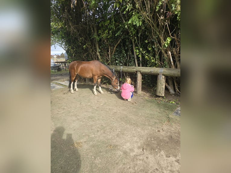 Welsh A (Mountain Pony) Gelding 6 years 10,2 hh Brown in Köln