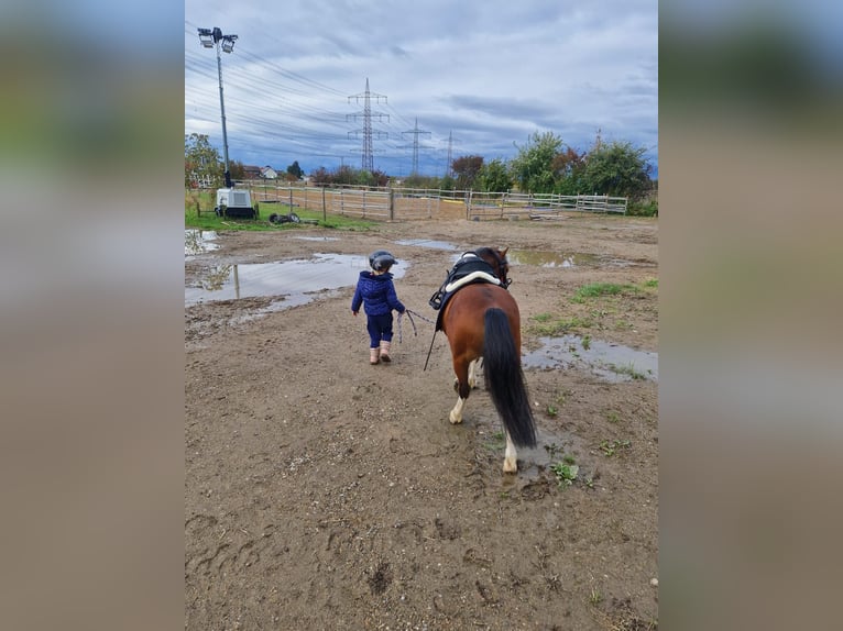 Welsh A (Mountain Pony) Gelding 6 years 10,2 hh Brown in Köln