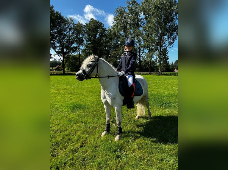 Welsh A (Mountain Pony) Gelding 6 years 11,1 hh Gray in Almen