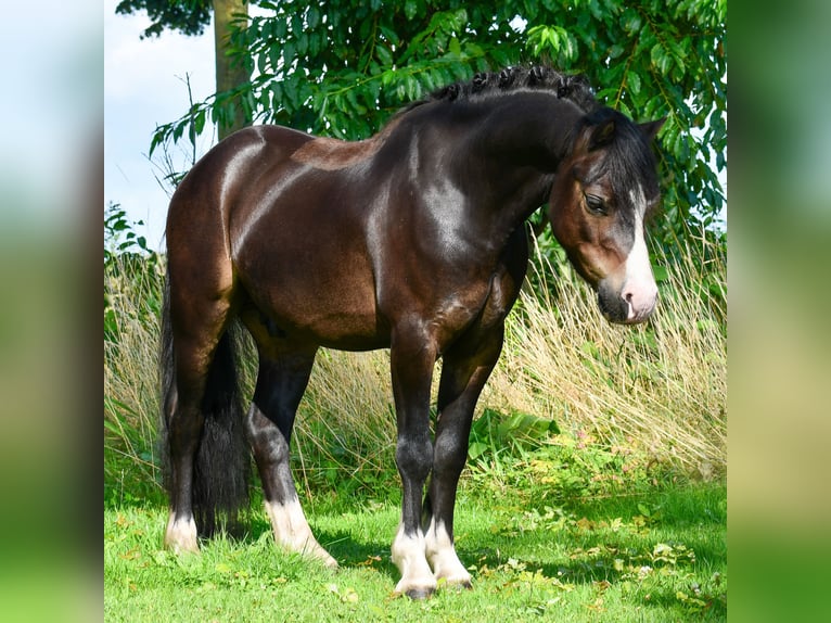 Welsh A (Mountain Pony) Gelding 6 years 11,2 hh Black in Almen