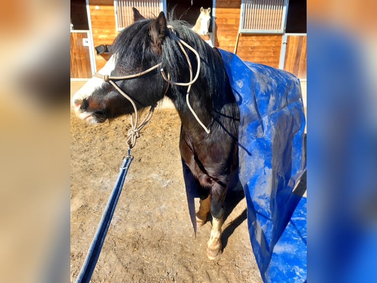 Welsh A (Mountain Pony) Gelding 6 years 11,2 hh Black in Alpbach