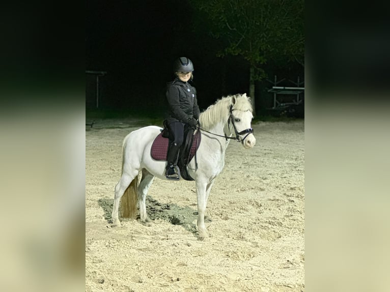 Welsh A (Mountain Pony) Gelding 6 years 11,2 hh Gray-Blue-Tan in Groningen