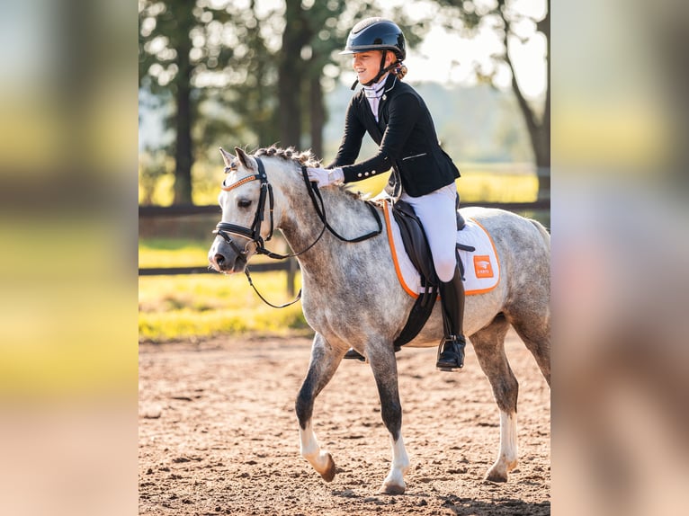 Welsh A (Mountain Pony) Gelding 6 years 11,2 hh Gray-Blue-Tan in Leeuwarden