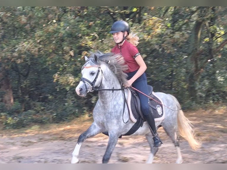 Welsh A (Mountain Pony) Gelding 6 years 11,2 hh Gray-Blue-Tan in Leeuwarden