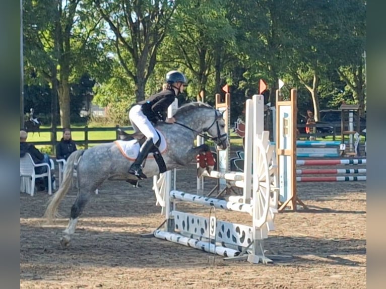 Welsh A (Mountain Pony) Gelding 6 years 11,2 hh Gray-Blue-Tan in Leeuwarden