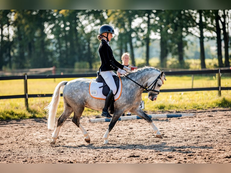 Welsh A (Mountain Pony) Gelding 6 years 11,2 hh Gray-Blue-Tan in Leeuwarden