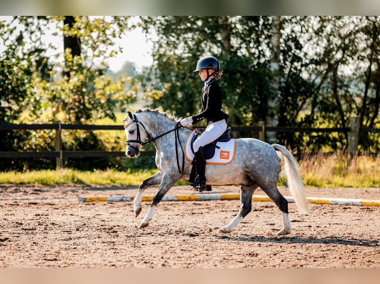 Welsh A (Mountain Pony) Gelding 6 years 11,2 hh Gray-Blue-Tan in Leeuwarden