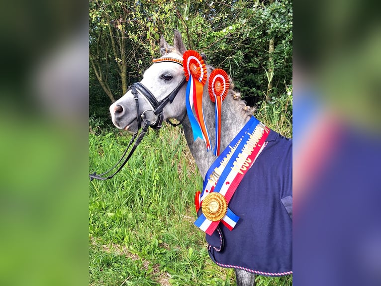 Welsh A (Mountain Pony) Gelding 6 years 11,2 hh Gray-Blue-Tan in Leeuwarden