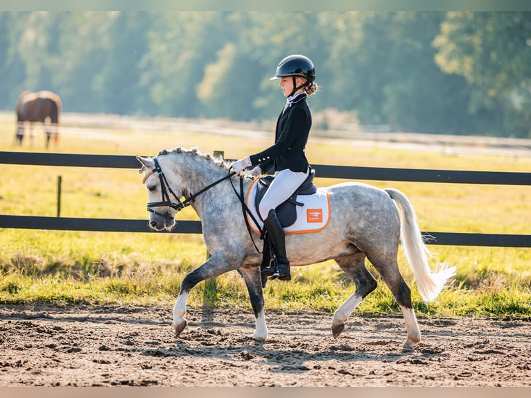 Welsh A (Mountain Pony) Gelding 6 years 11,2 hh Gray-Blue-Tan in Leeuwarden