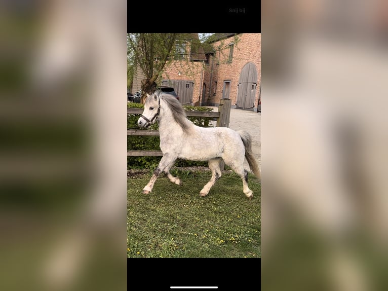 Welsh A (Mountain Pony) Gelding 6 years 11,2 hh Gray-Dapple in Godveerdegem