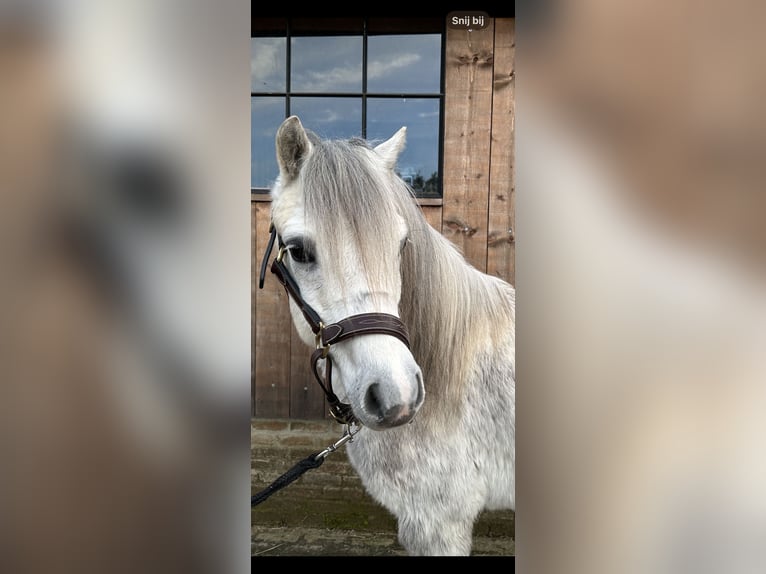 Welsh A (Mountain Pony) Gelding 6 years 11,2 hh Gray-Dapple in Godveerdegem
