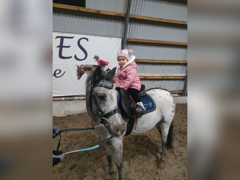 Welsh A (Mountain Pony) Gelding 6 years 11,2 hh Leopard-Piebald in RADZIEJÓW