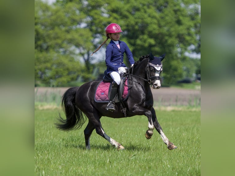 Welsh A (Mountain Pony) Gelding 6 years 11,3 hh Black in Coevorden