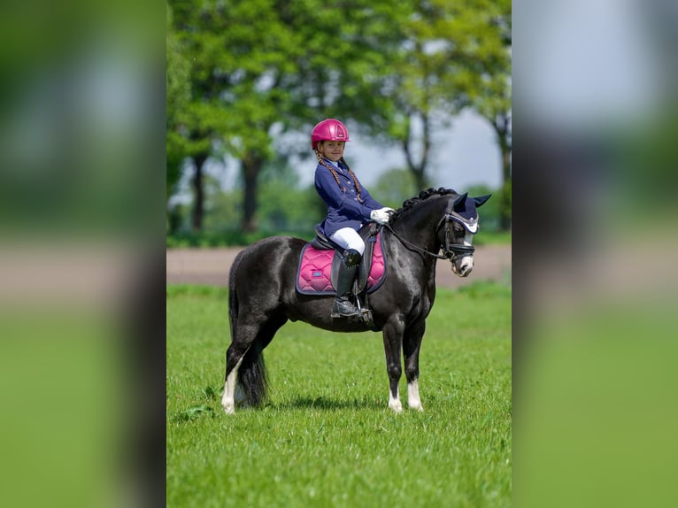 Welsh A (Mountain Pony) Gelding 6 years 11,3 hh Black in Coevorden