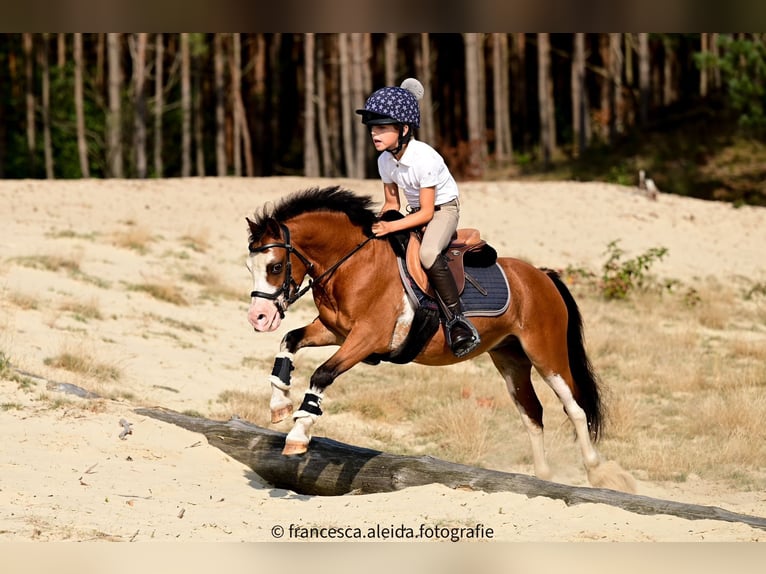 Welsh A (Mountain Pony) Gelding 6 years 11 hh Brown in Aalten