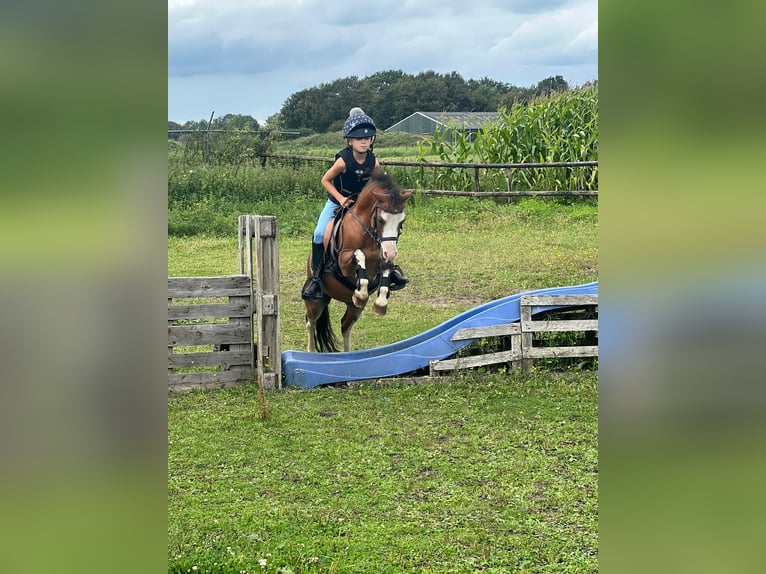 Welsh A (Mountain Pony) Gelding 6 years 11 hh Brown in Aalten