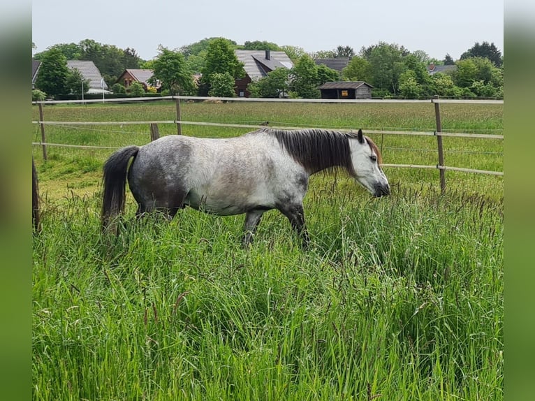 Welsh A (Mountain Pony) Mix Gelding 6 years 12,1 hh Gray in Ahausen