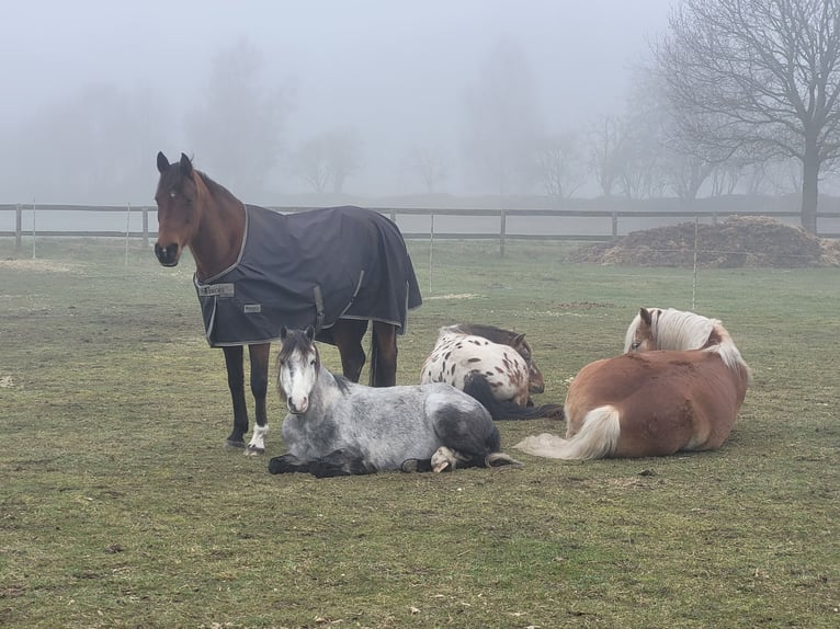 Welsh A (Mountain Pony) Mix Gelding 6 years 12,1 hh Gray in Ahausen