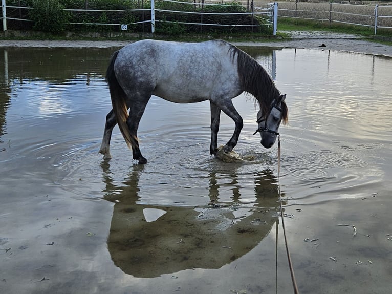 Welsh A (Mountain Pony) Mix Gelding 6 years 12,1 hh Gray in Ahausen