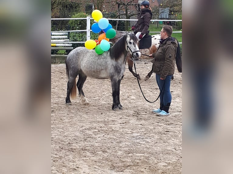 Welsh A (Mountain Pony) Mix Gelding 6 years 12,1 hh Gray in Ahausen