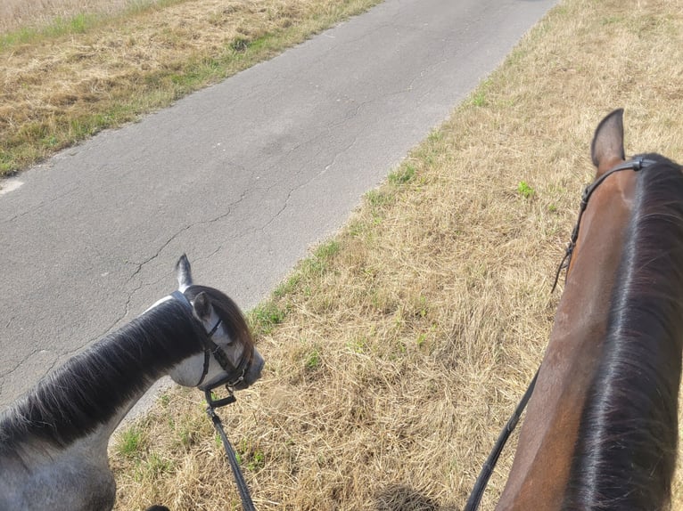 Welsh A (Mountain Pony) Mix Gelding 6 years 12,1 hh Gray in Ahausen