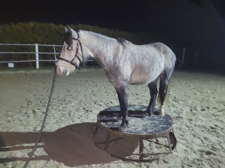 Welsh A (Mountain Pony) Mix Gelding 6 years 12,1 hh Gray in Ahausen