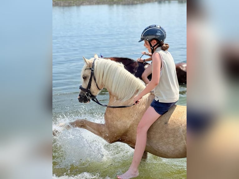 Welsh A (Mountain Pony) Gelding 6 years 12,2 hh Dun in Ostrava