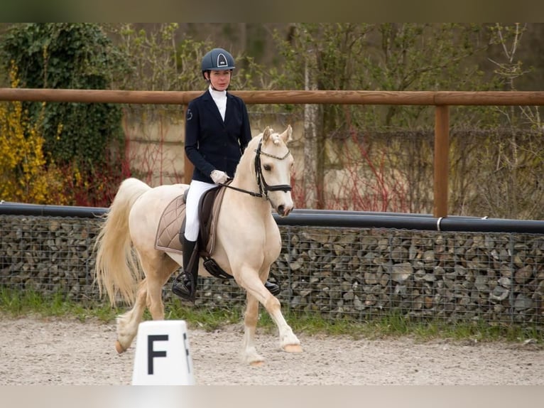 Welsh A (Mountain Pony) Gelding 6 years 12,2 hh Dun in Ostrava