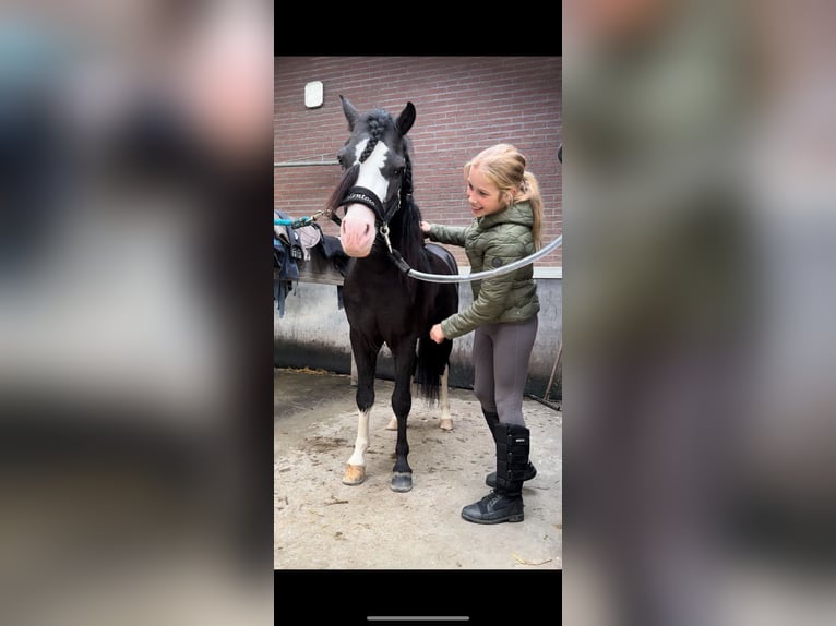 Welsh A (Mountain Pony) Gelding 6 years 12 hh Black in Ammerzoden