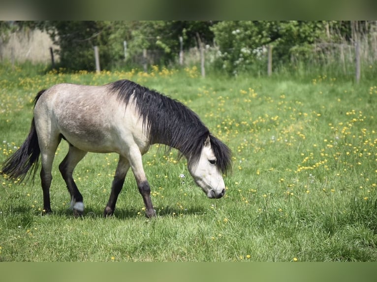 Welsh A (Mountain Pony) Gelding 6 years 12 hh Buckskin in Ovelgönne