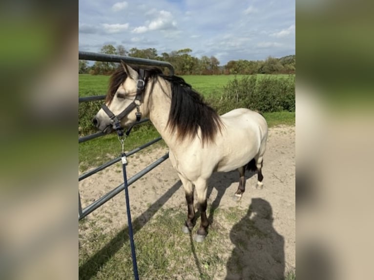 Welsh A (Mountain Pony) Gelding 6 years 12 hh Buckskin in Ovelgönne