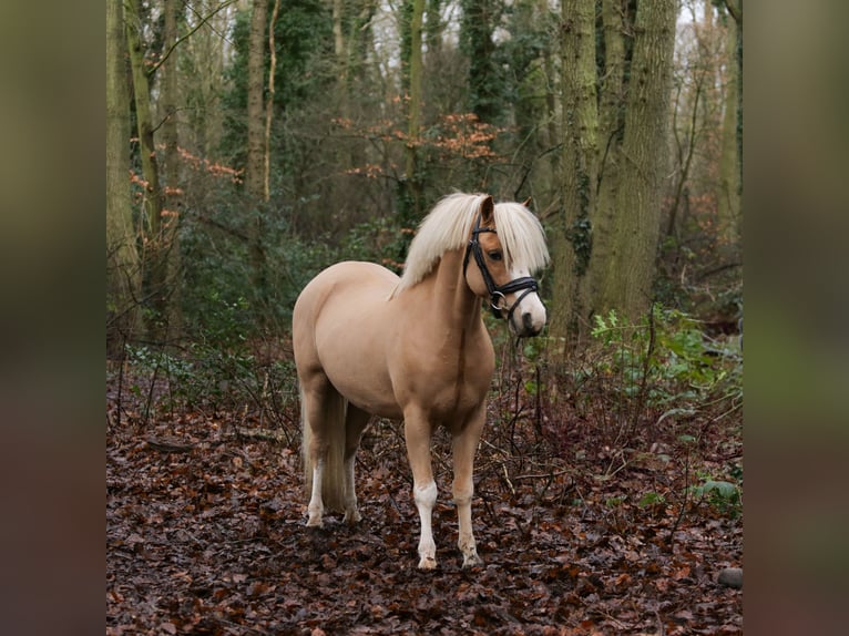 Welsh A (Mountain Pony) Gelding 6 years 12 hh Chestnut in Heemskerk