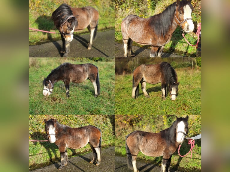 Welsh A (Mountain Pony) Gelding 6 years 12 hh Roan-Bay in Tonypandy