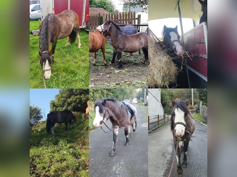 Welsh A (Mountain Pony) Gelding 6 years 12 hh Roan-Bay in Tonypandy