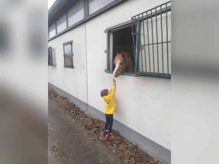 Welsh A (Mountain Pony) Gelding 7 years 11,1 hh Chestnut-Red in Bochum