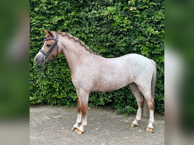 Welsh A (Mountain Pony) Gelding 7 years 11,1 hh Roan-Red in Klosterneuburg