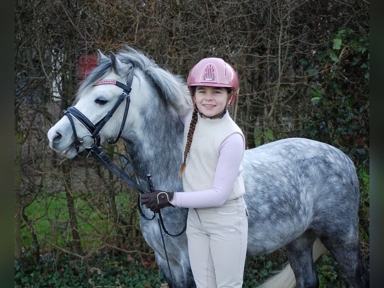 Welsh A (Mountain Pony) Gelding 7 years 11,2 hh Gray-Blue-Tan in Leeuwarden