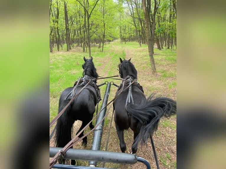 Welsh A (Mountain Pony) Mix Gelding 7 years 11,3 hh Black in Nagykáta