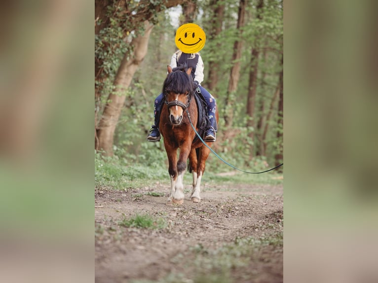 Welsh A (Mountain Pony) Gelding 7 years 12,1 hh Brown in Brome