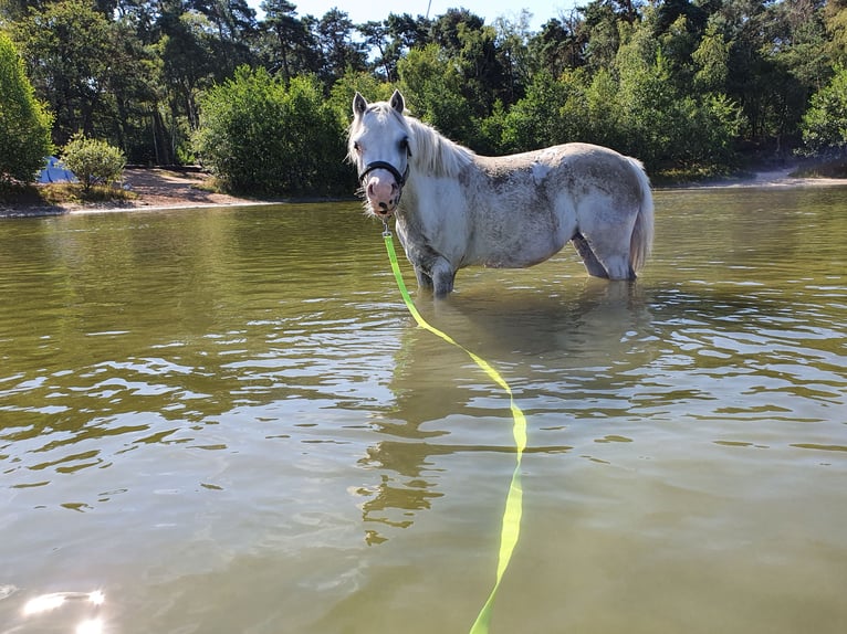 Welsh A (Mountain Pony) Gelding 8 years 11,1 hh Gray in Südlohn