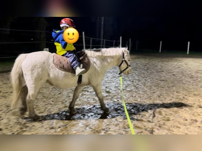 Welsh A (Mountain Pony) Gelding 8 years 11,1 hh Gray in Südlohn