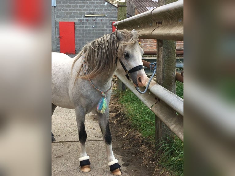 Welsh A (Mountain Pony) Gelding 8 years 11,1 hh Gray in Slijpe