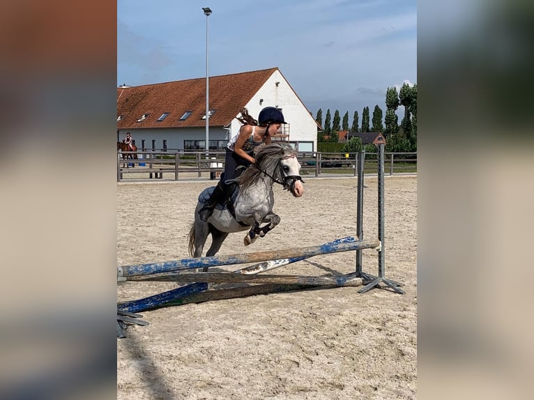 Welsh A (Mountain Pony) Gelding 8 years 11,1 hh Gray in Slijpe